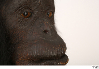 Chimpanzee Bonobo nose 0002.jpg